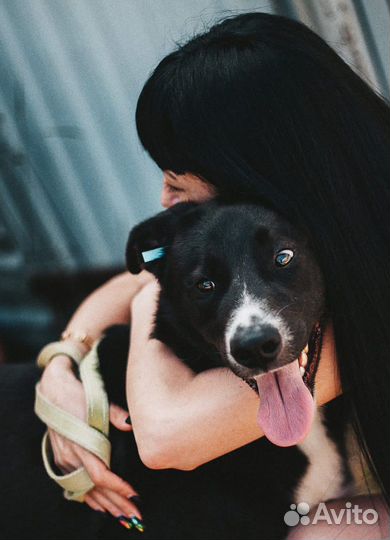 Собака в добрые руки