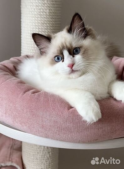 Котята рэгдолл