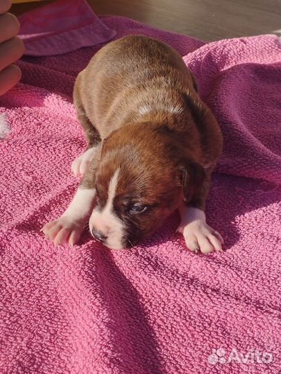 Стаффордширский терьер