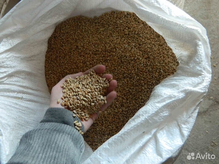 Зерно,зерносмеси,комбикорм,сено,семечки.Доставка