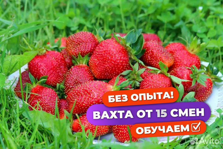 Сборщик клубники вахта с питанием Татарстан