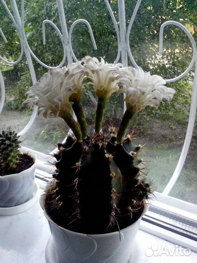 Цветущий кактус