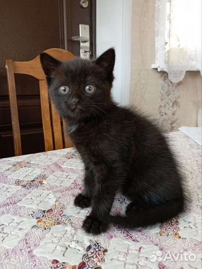 Котик в добрые руки