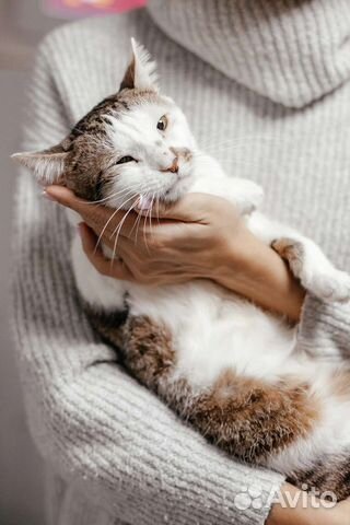 Кот Ашот ищет дом