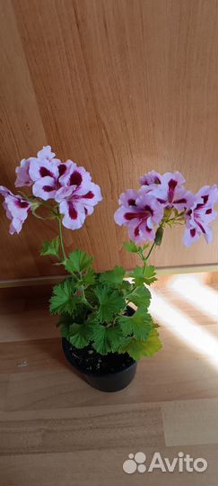 Герань пеларгония королевская