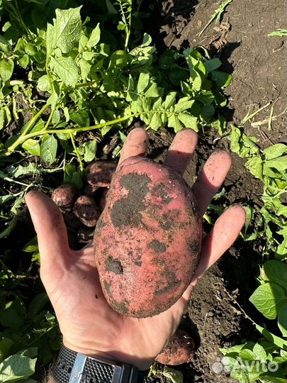 Картошка оптом