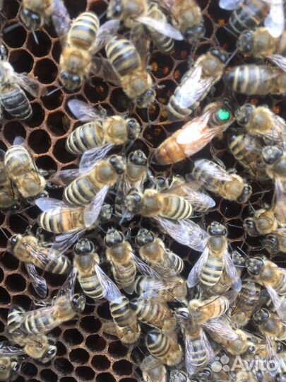 Пчелопакет пчелы Пчеломатка. Бакфаст. карника