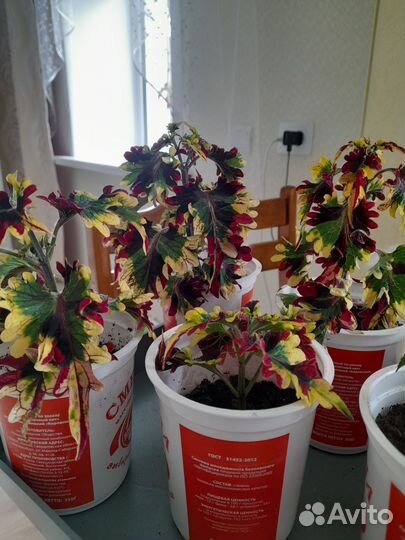 Комнатные цветы