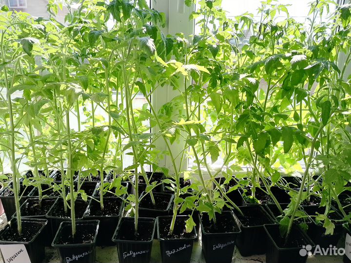 Продам рассаду