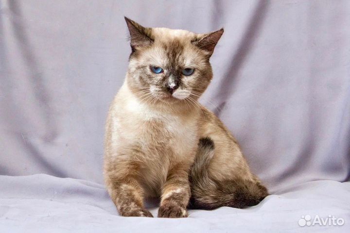 Уникальная голубоглазая кошка Мозаика в дар