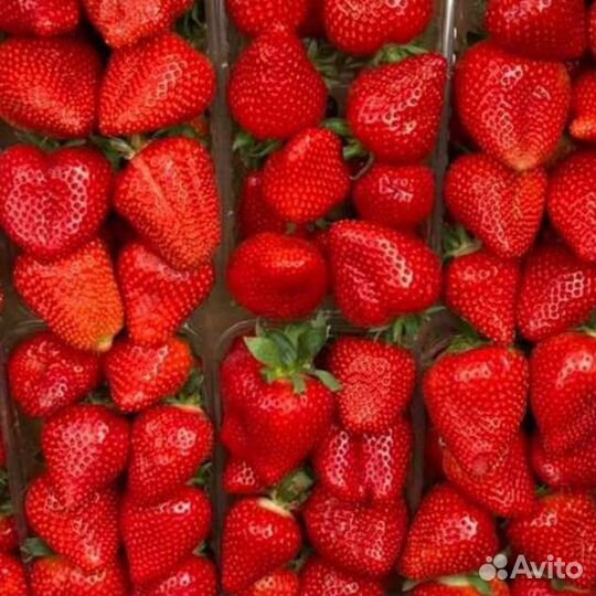 Саженцы Клубники(земляника) Ремонтантная Альбион