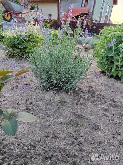 Лаванда многолетняя