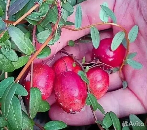 Саженцы клюквы,зкс
