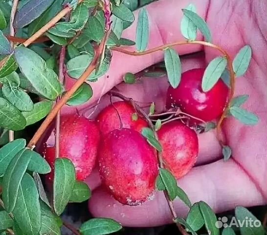 Клюква крупноплодная стивенс. Клюква садовая в подмосковье. Клюква садовая как размножается. Клюква крупноплодная сорт: франклин. Клюква американская крупноплодная.