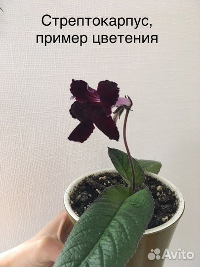 Фиалка. Глоксиния. Стрептокарпус