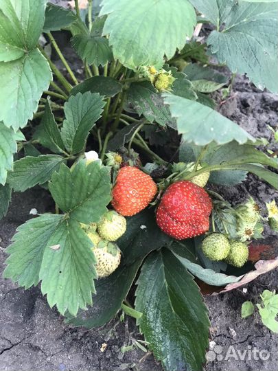 Саженцы ремонтантной клубники цена за куст