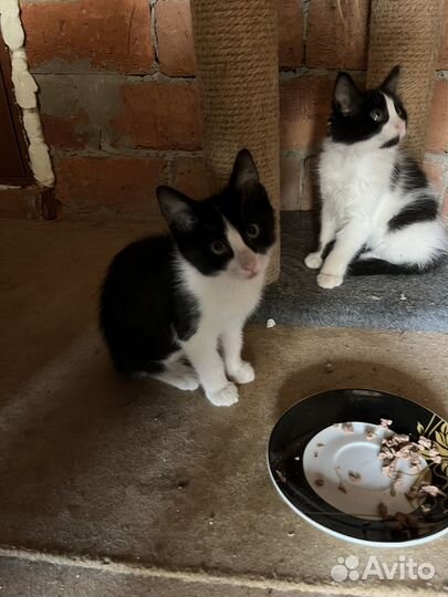 Котята в добрые руки даром девочка