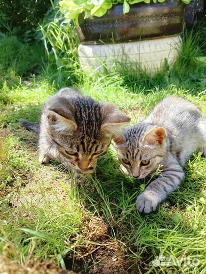 Очень срочно