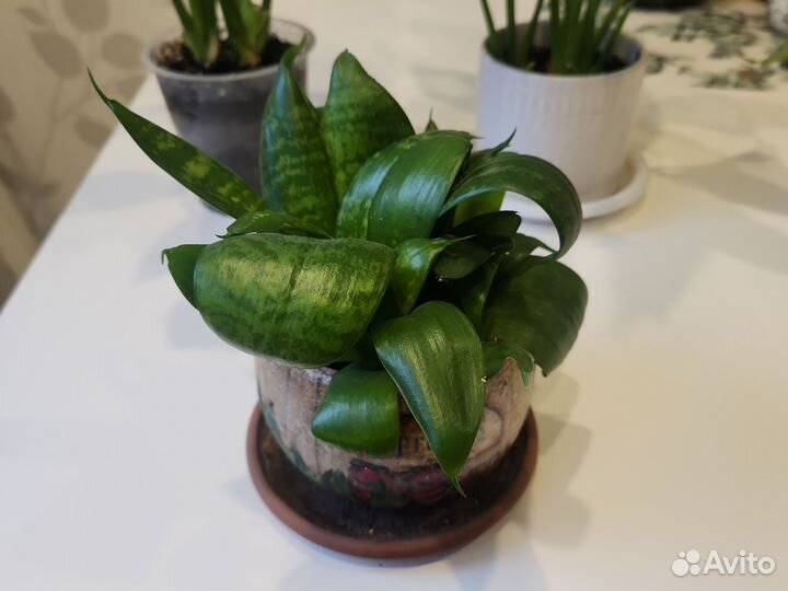 Спатифиллум и сансевиерия ханни