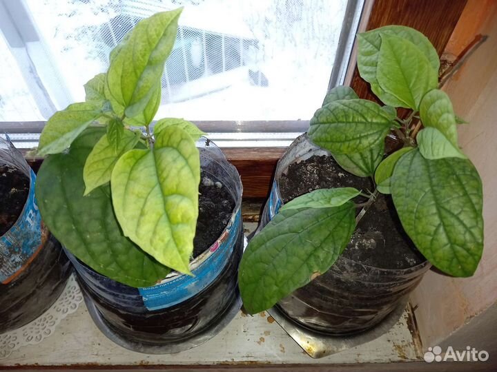 Клеродендрум