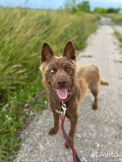 Собака в добрые руки