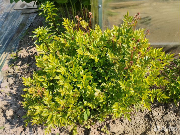 Цветы многолетние