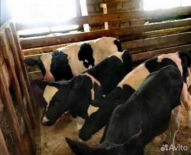 Телята бычки