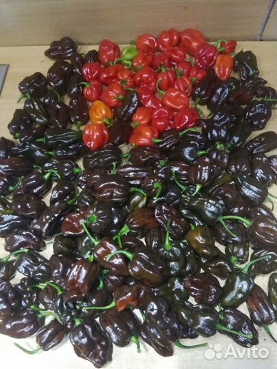 Острый перец Хабанеро