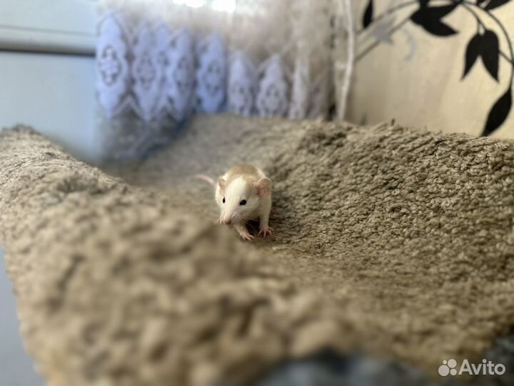 Крыса дамбо