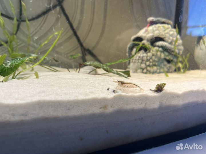 Аквариум 60л