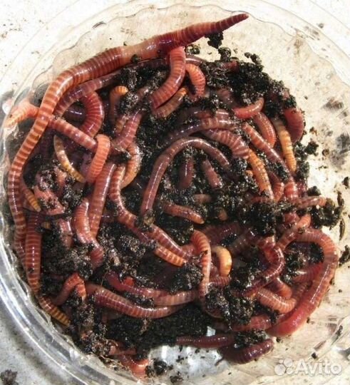 Червь навозный