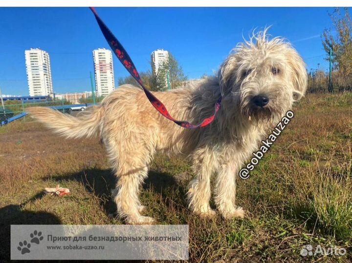 Собака в добрые руки