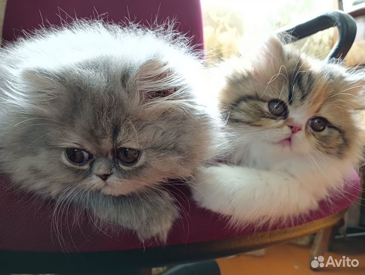 Персидские лапочки