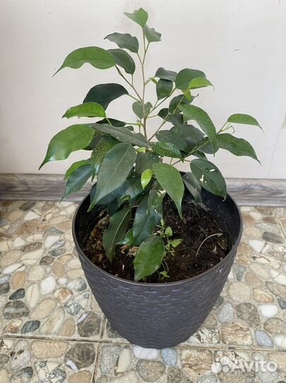 Фикус Бенджамина