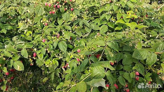 Саженцы малины Рубин, Полька, Таганка