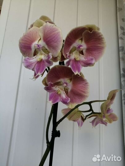 Орхидея фаленопсис мультифлора биг лип