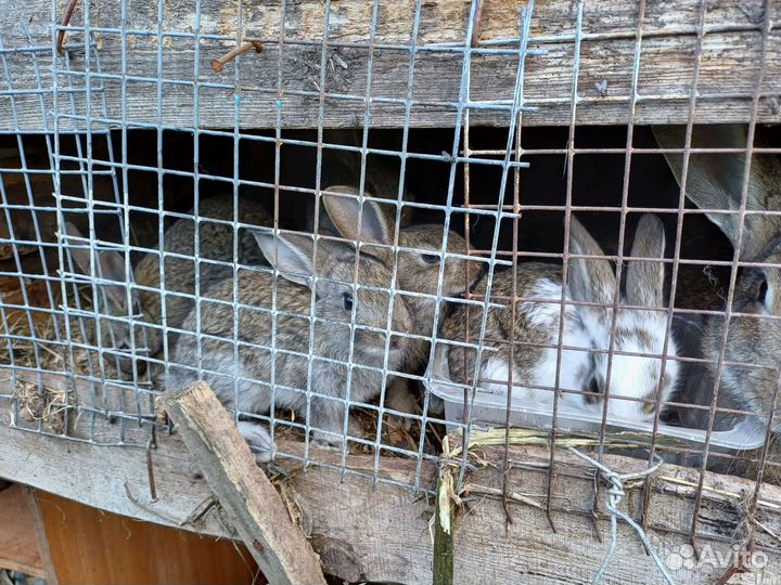 Продам кроликов