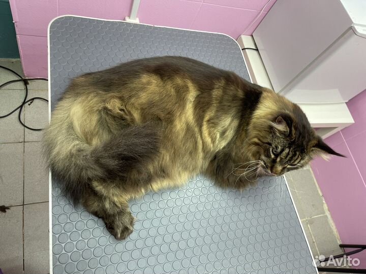 Стрижка собак и кошек