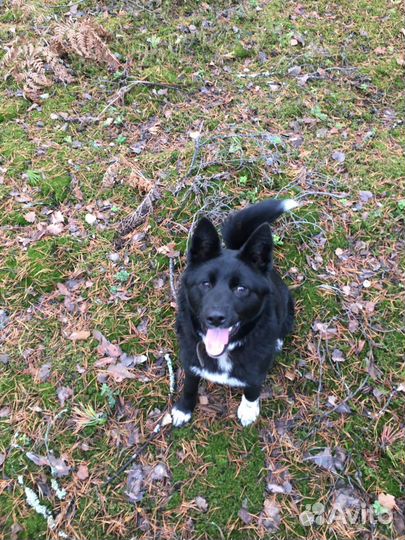 Передержка собак, кошек, других животных