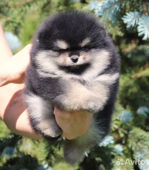 Щенок шпица чёрно-подпалого окраса