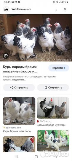 Цыплята брама,чистопородные