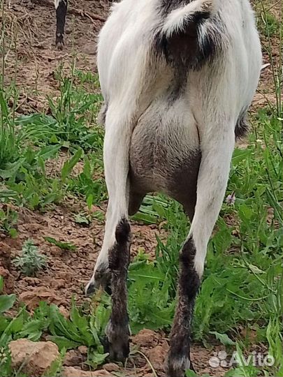 Коза дойная