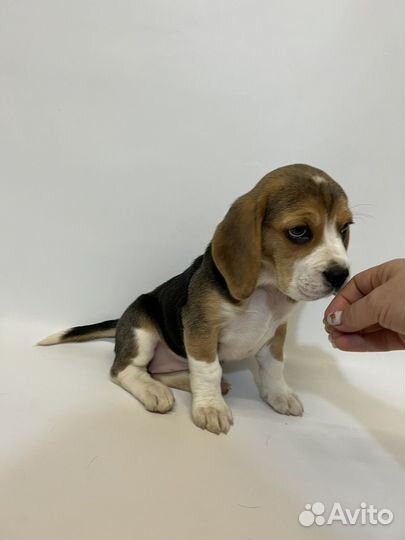 Щенки бигль девочки