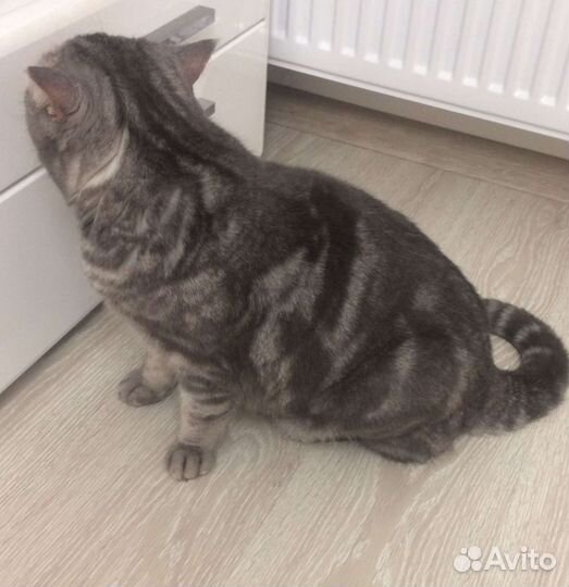 Кот Вася (кастрир.)