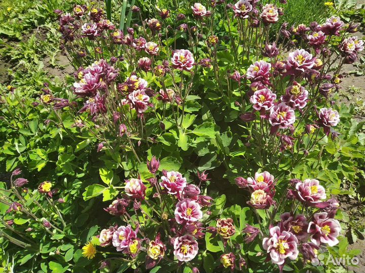 Саженцы многолетников