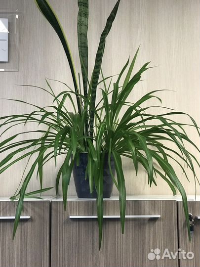 Хлорофитум кучерявый Бонни и прямолистный