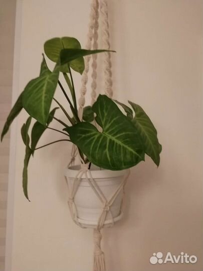 Кашпо для цветов. Макраме