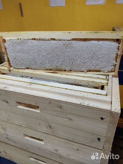 Продаю мед в сотах