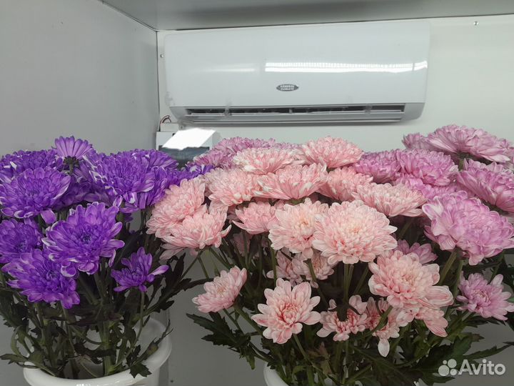 Цветы Хризантемы