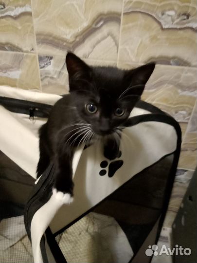 Домашние котятки - Бесплатно в дар)